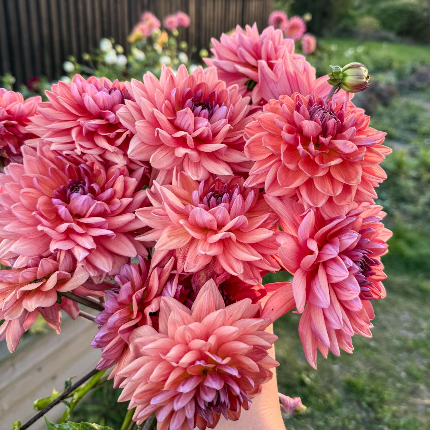 Daalia 'Dutch Pearl'